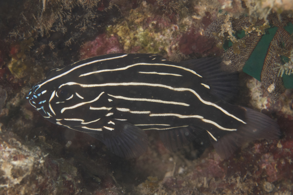 Lined Soapfish