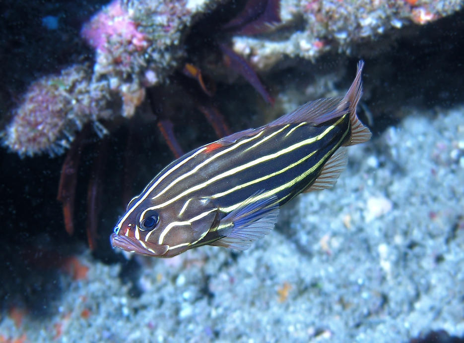 Lined Soapfish