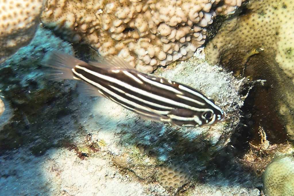 Lined Soapfish