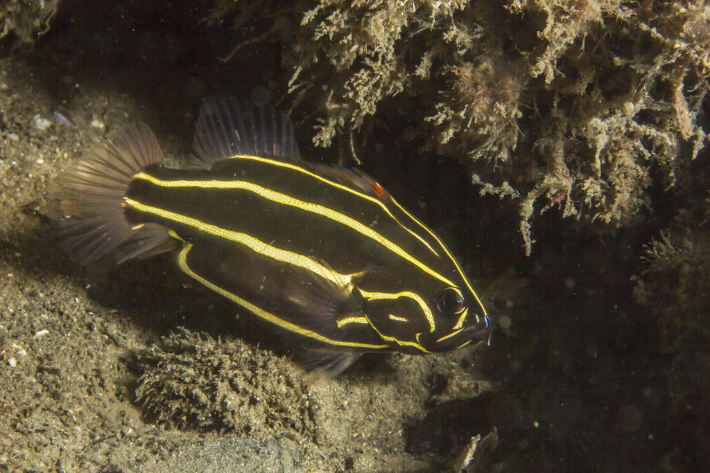 Lined Soapfish