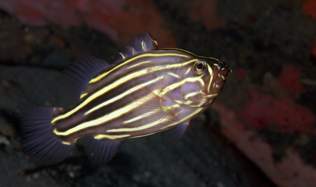 Lined Soapfish