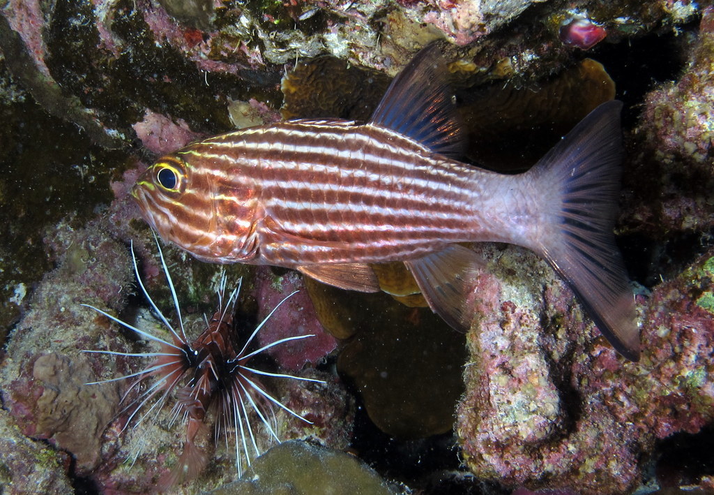 Tiger Cardinalfish