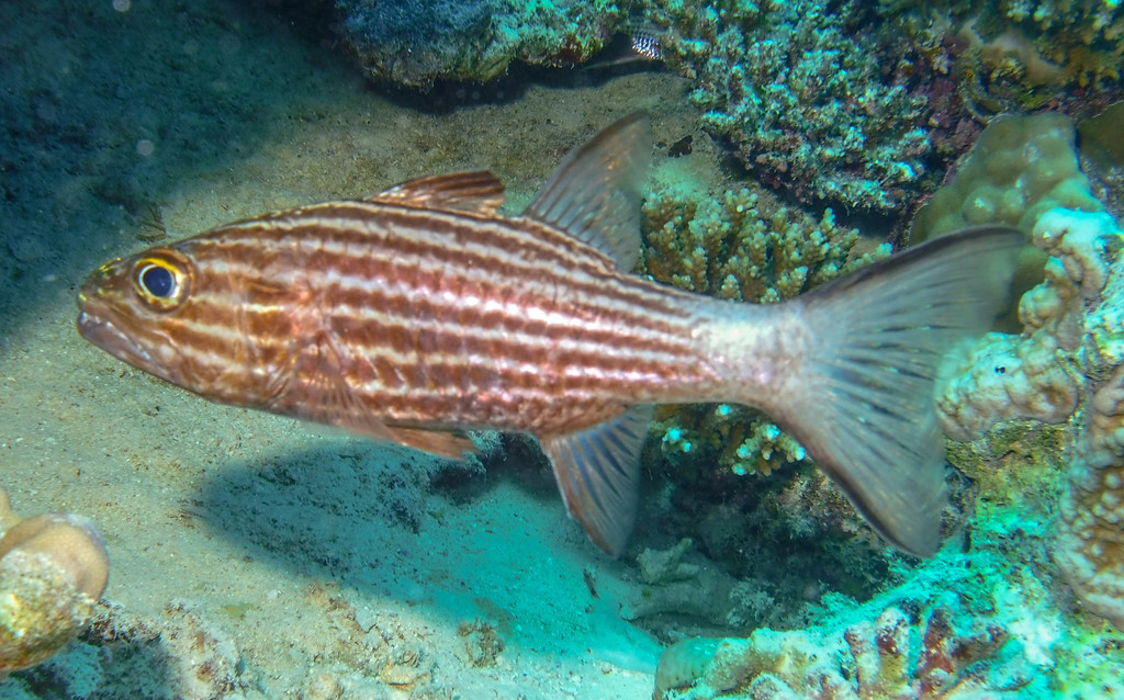 Tiger Cardinalfish