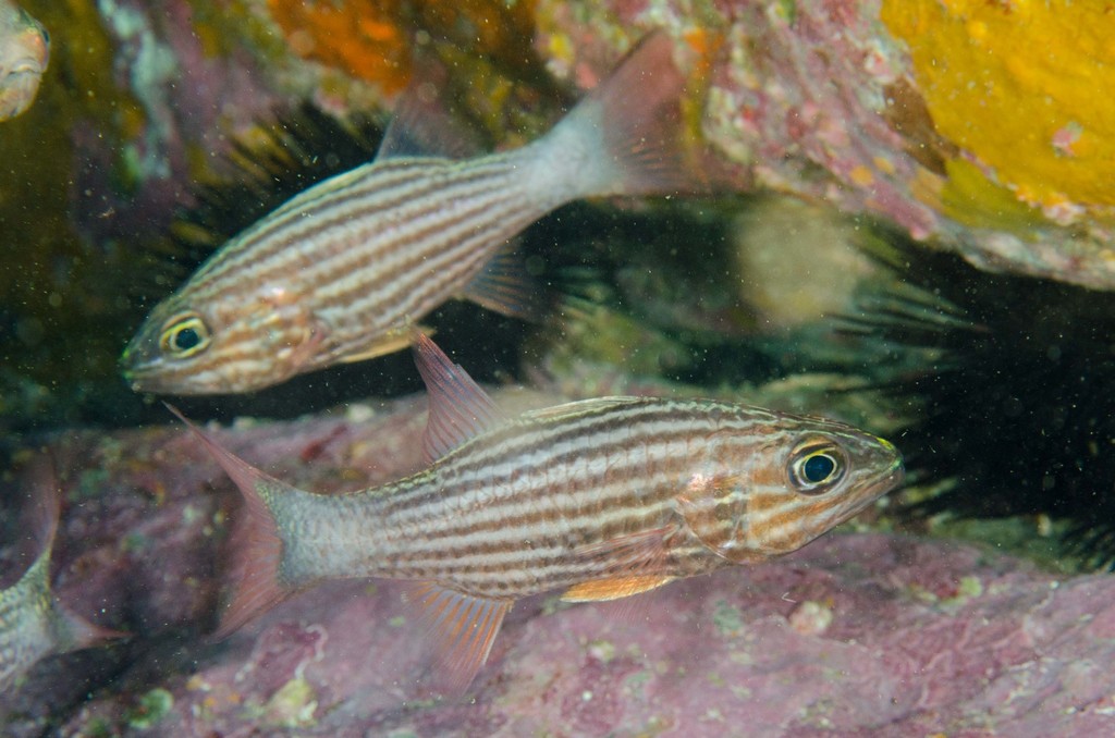 Tiger Cardinalfish