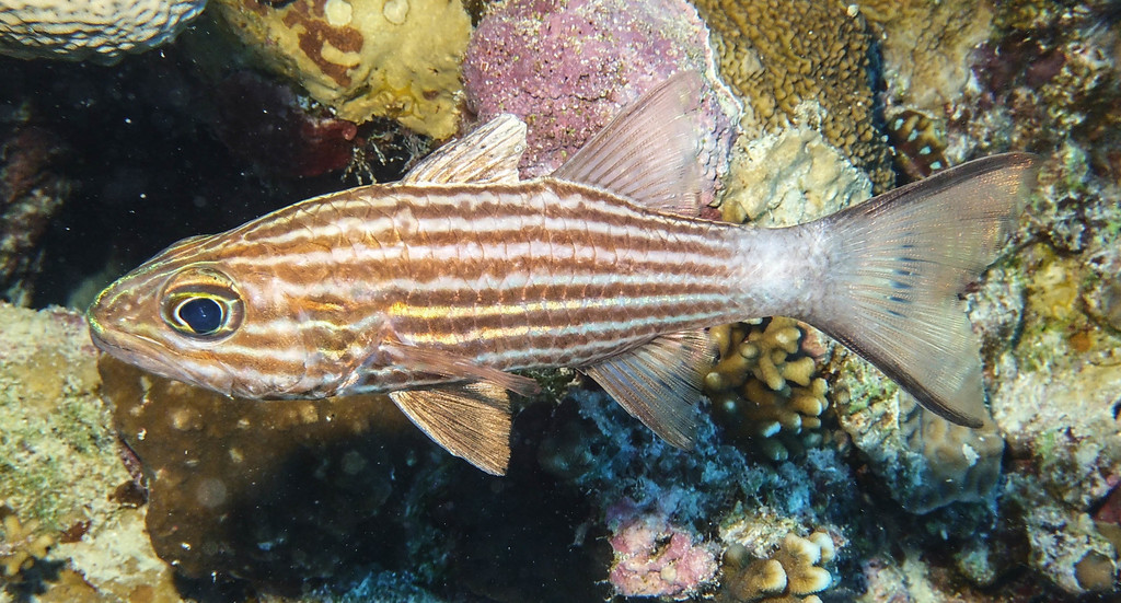 Tiger Cardinalfish