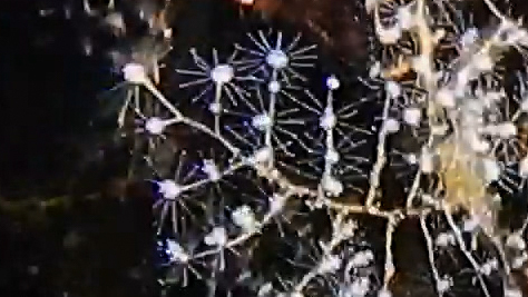 Christmas Tree Hydroid