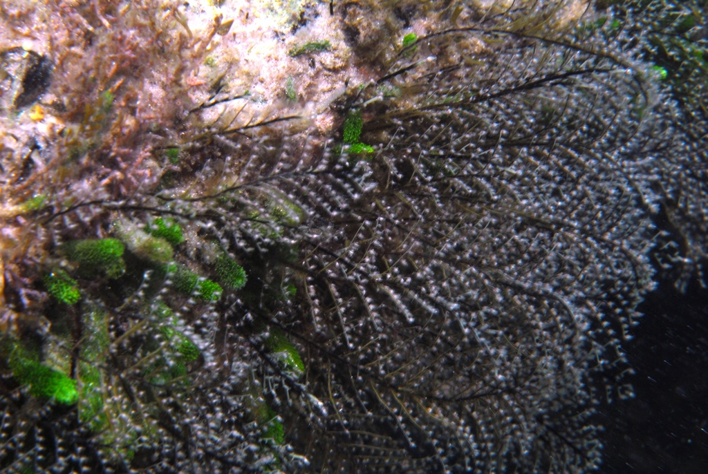 Christmas Tree Hydroid