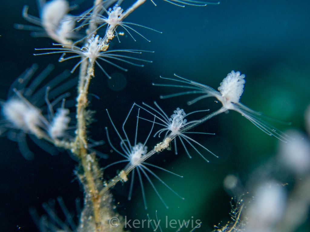 Christmas Tree Hydroid