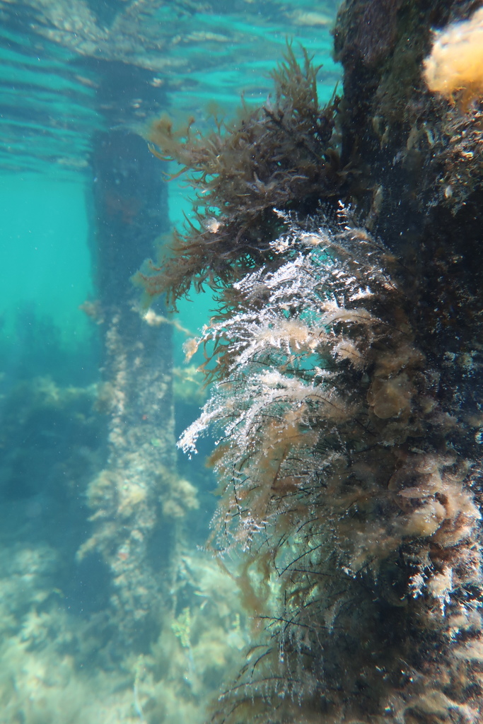 Christmas Tree Hydroid