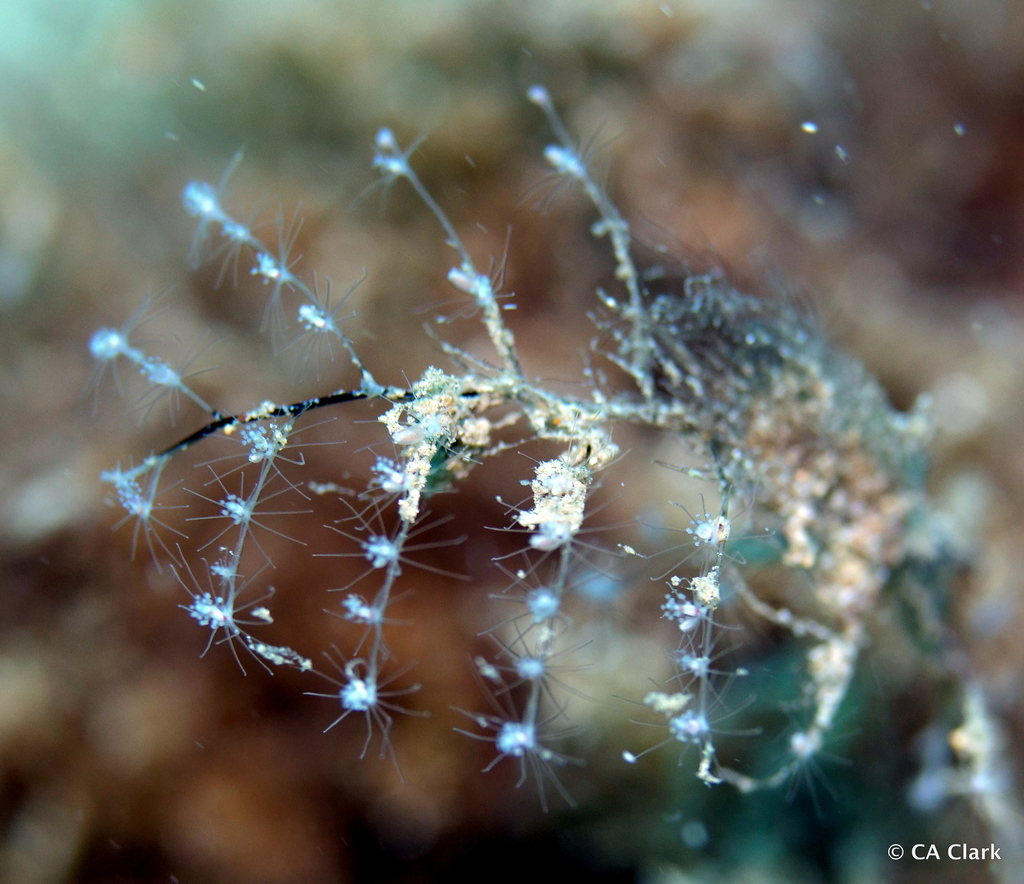 Christmas Tree Hydroid