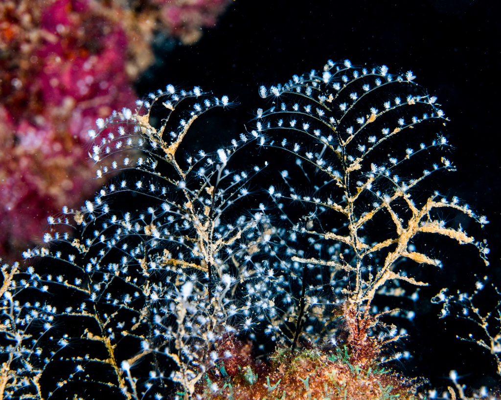 Christmas Tree Hydroid