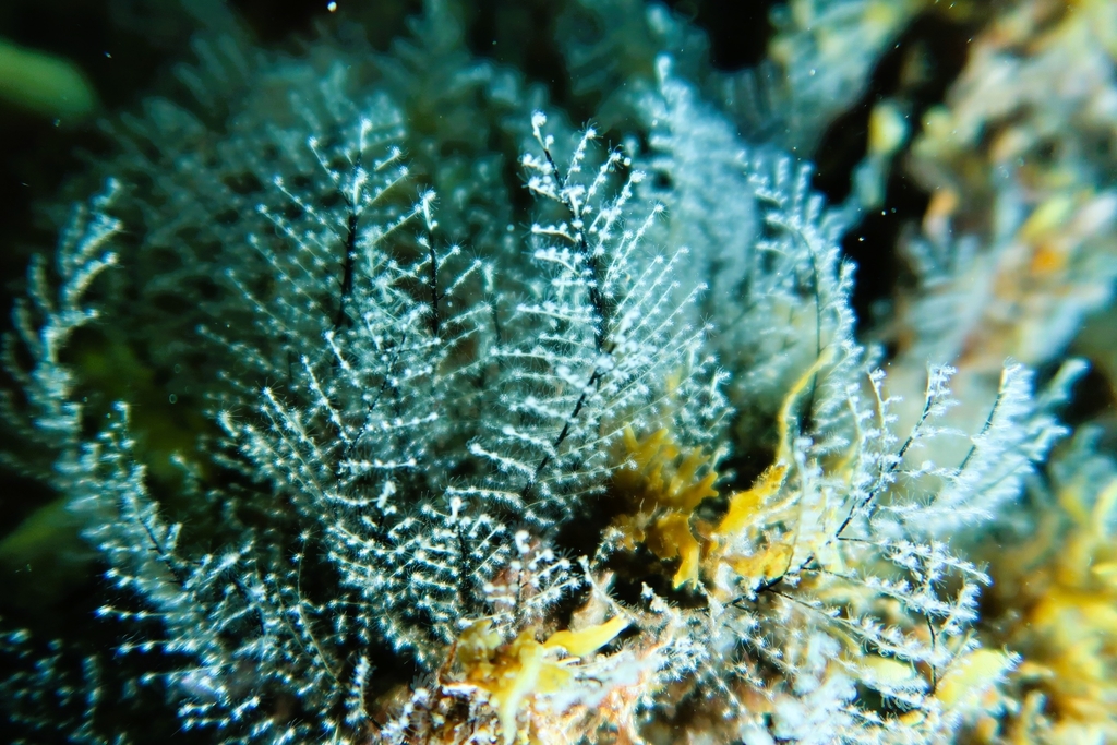 Christmas Tree Hydroid