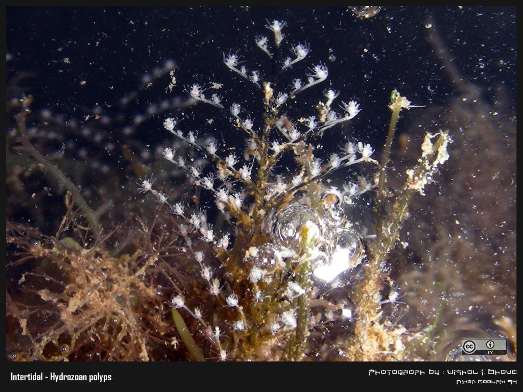 Christmas Tree Hydroid