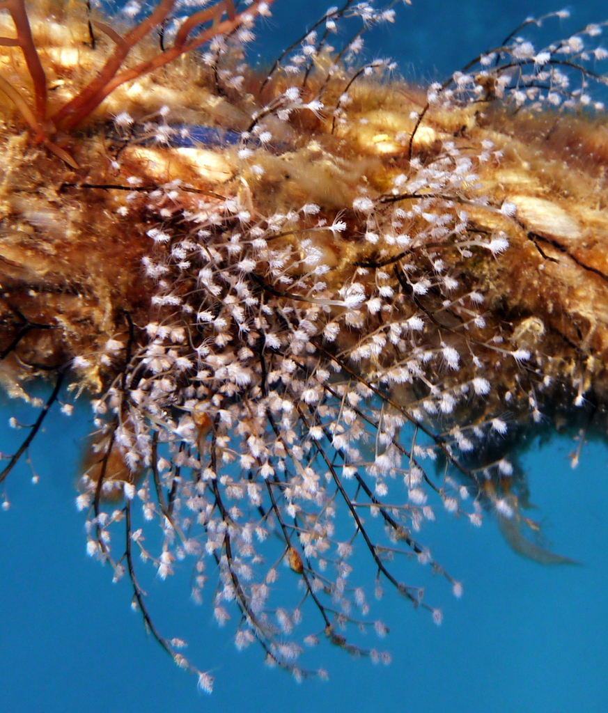 Christmas Tree Hydroid