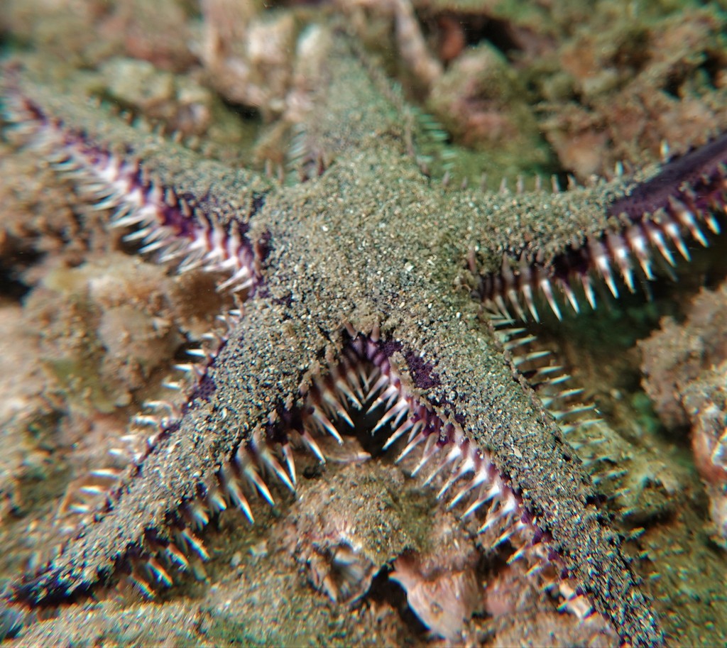 Indo-pacific Comb Star