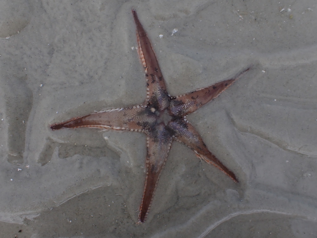 Indo-pacific Comb Star