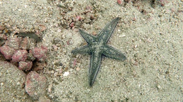 Indo-pacific Comb Star