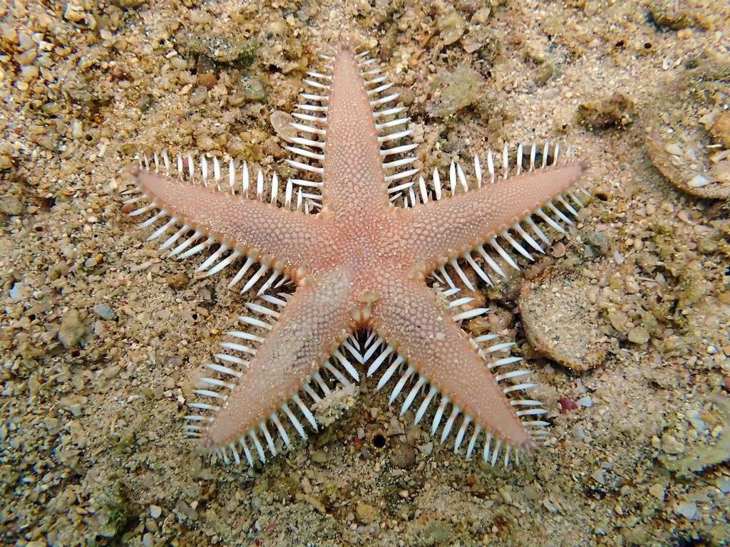 Indo-pacific Comb Star