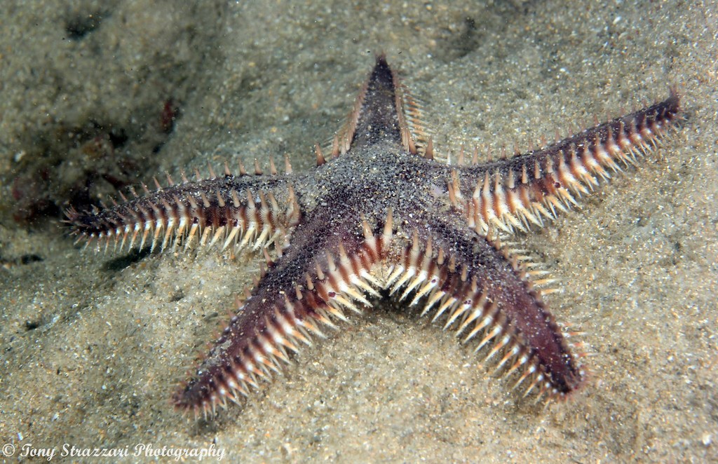 Indo-pacific Comb Star