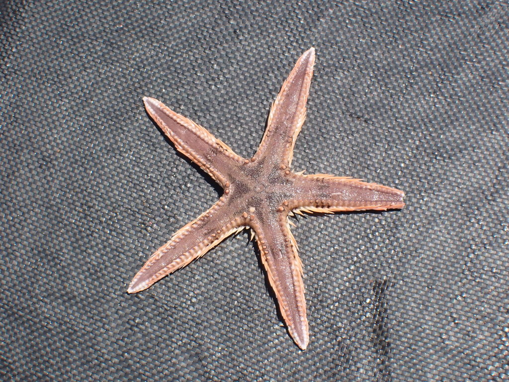 Indo-pacific Comb Star