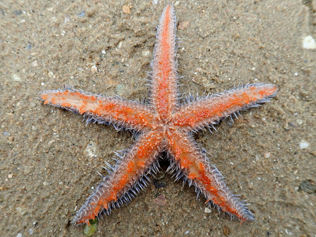 Indo-pacific Comb Star