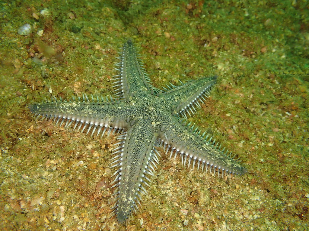 Indo-pacific Comb Star