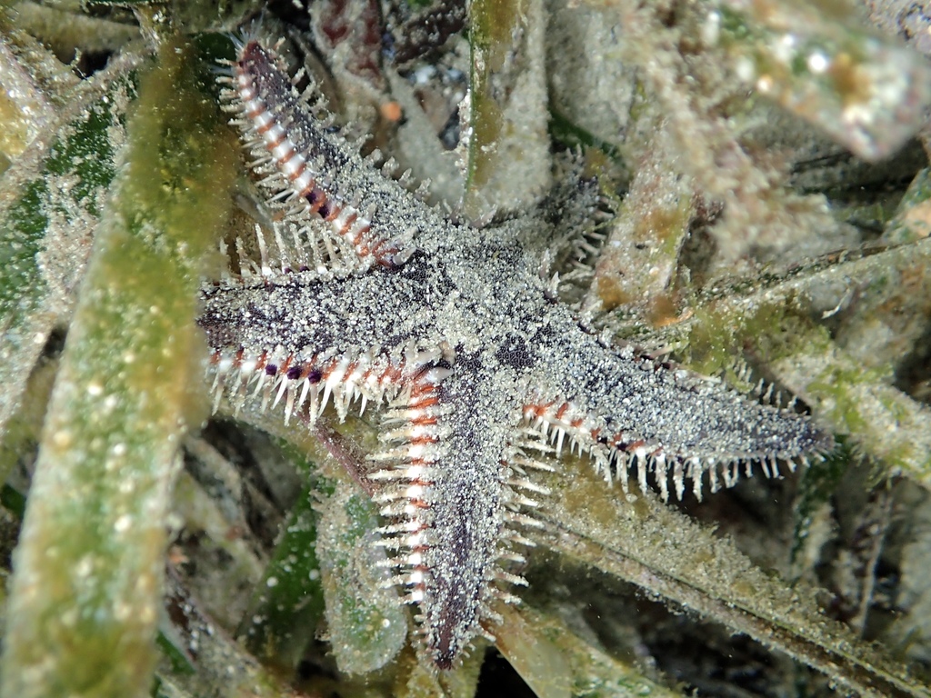 Indo-pacific Comb Star