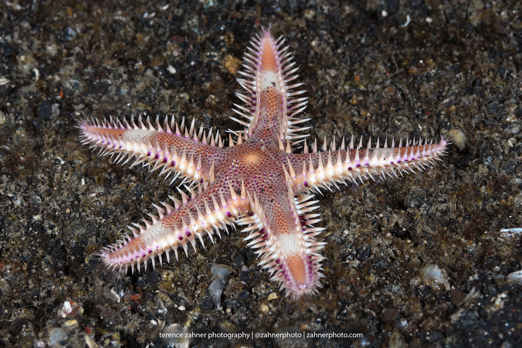 Indo-pacific Comb Star