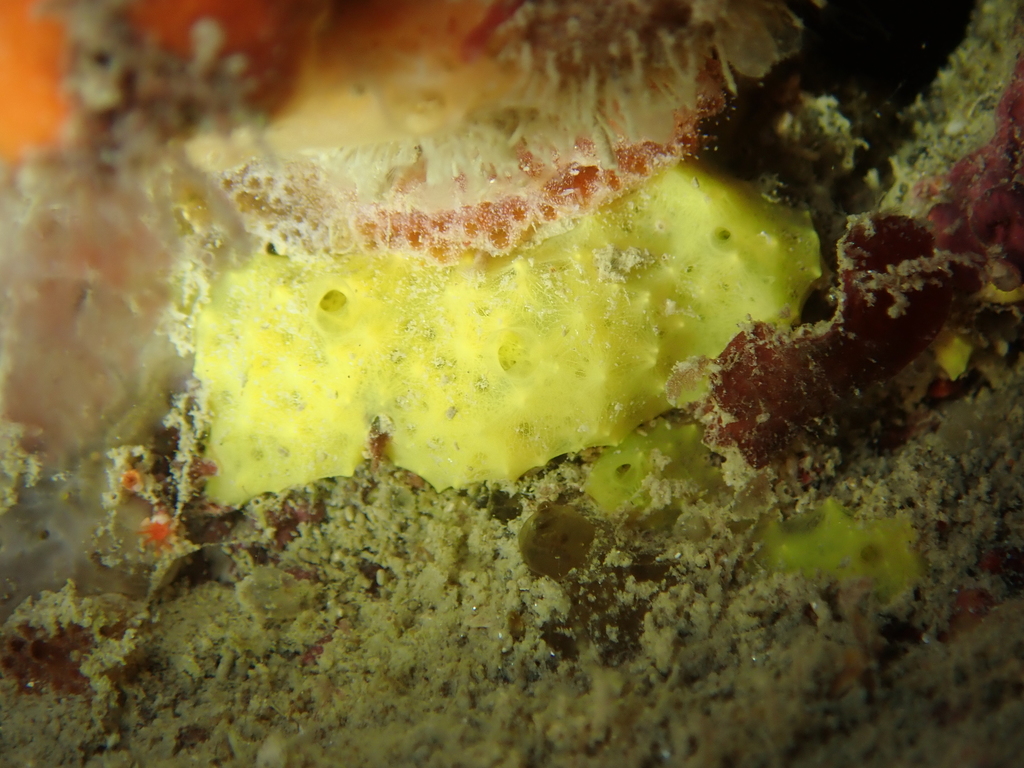 Aplysille Jaune Soufre