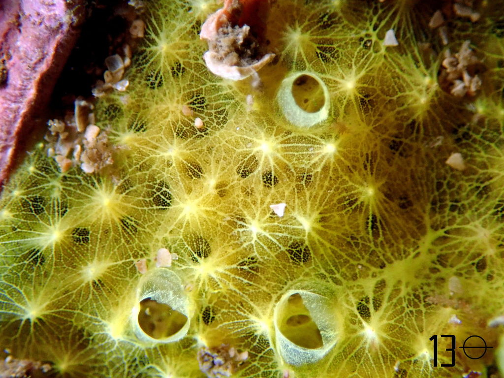 Aplysille Jaune Soufre