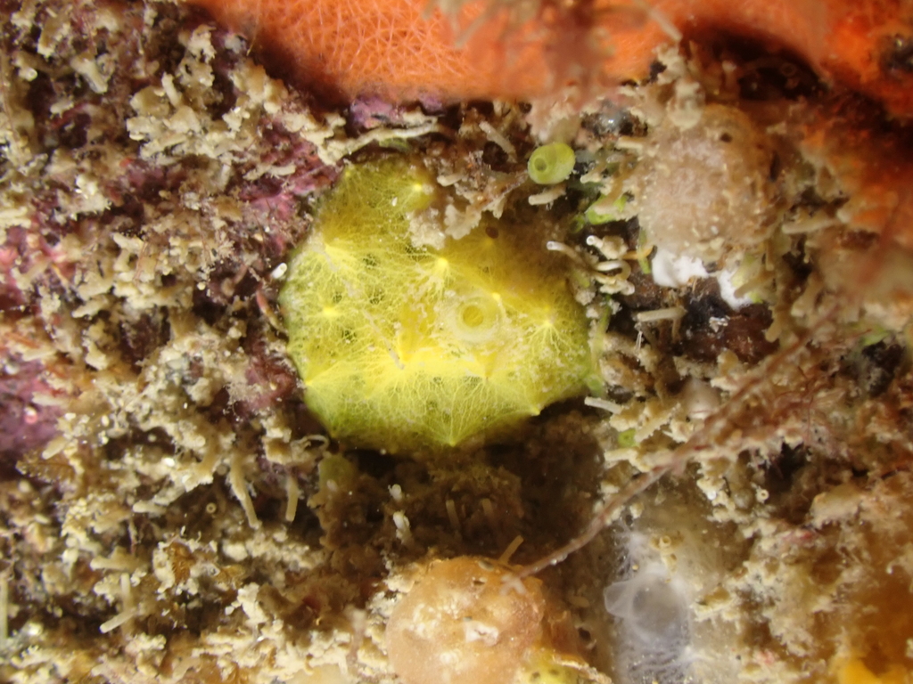 Aplysille Jaune Soufre