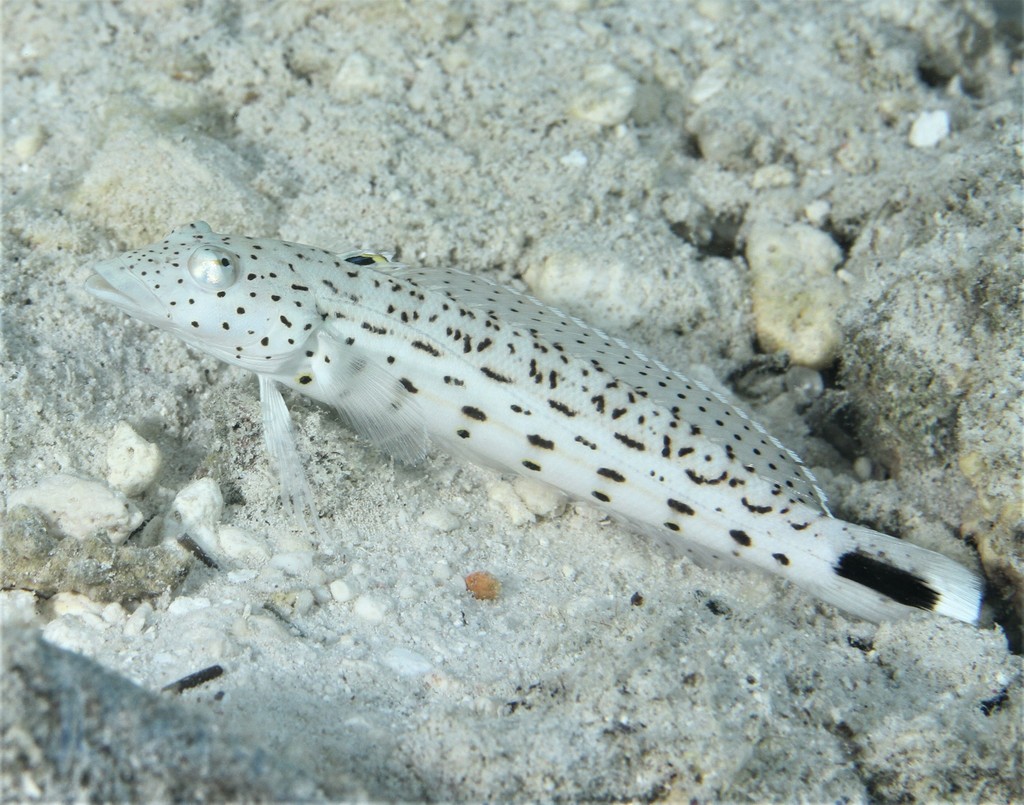 Perche De Sable Pintade