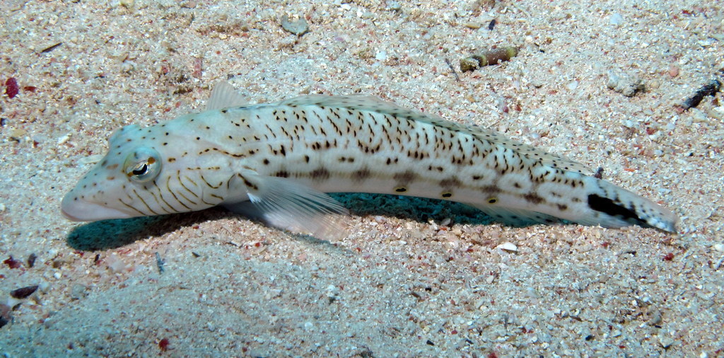 Perche De Sable Pintade