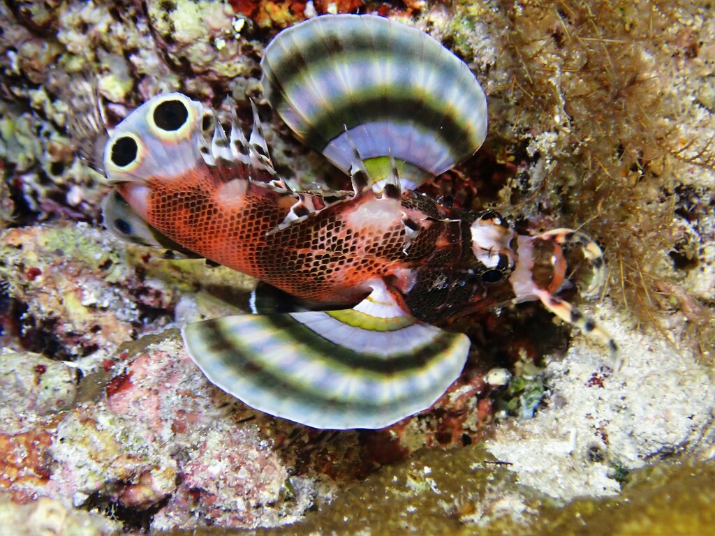 Twinspot Lionfish