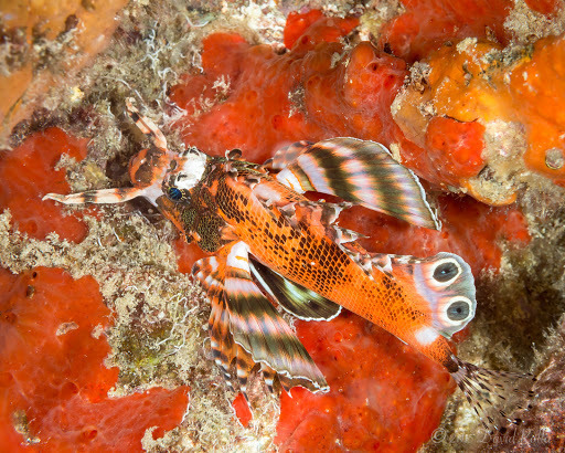 Twinspot Lionfish