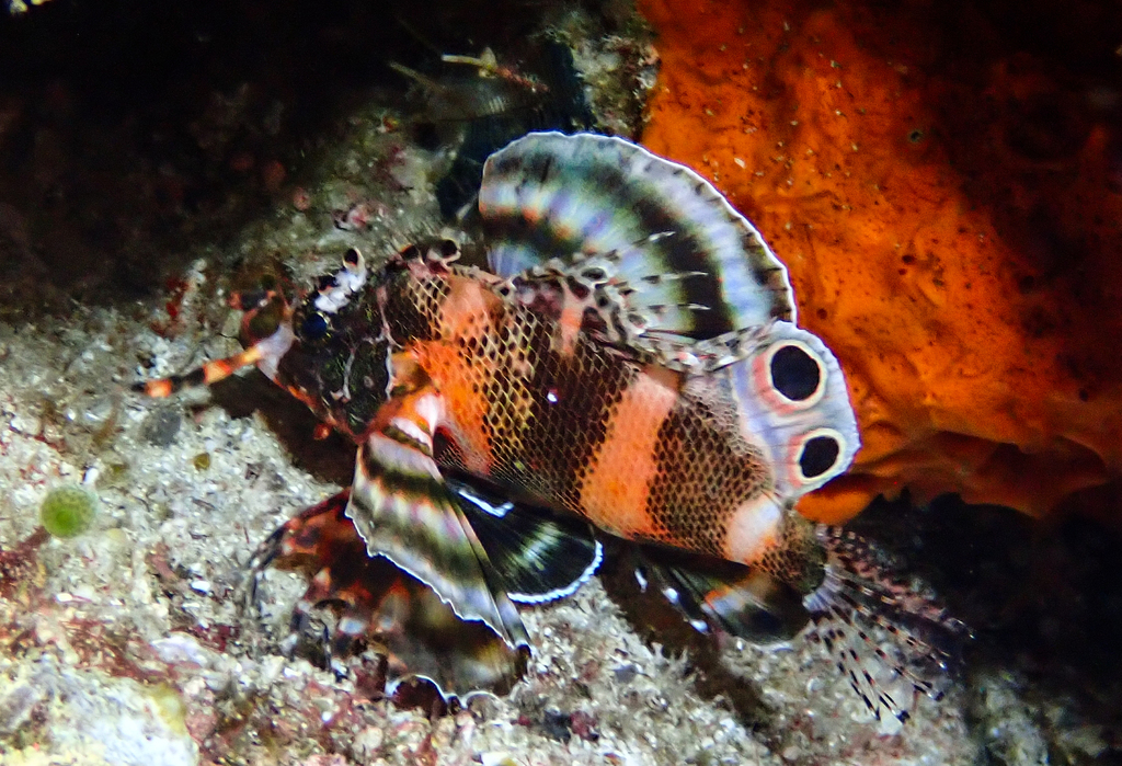 Twinspot Lionfish