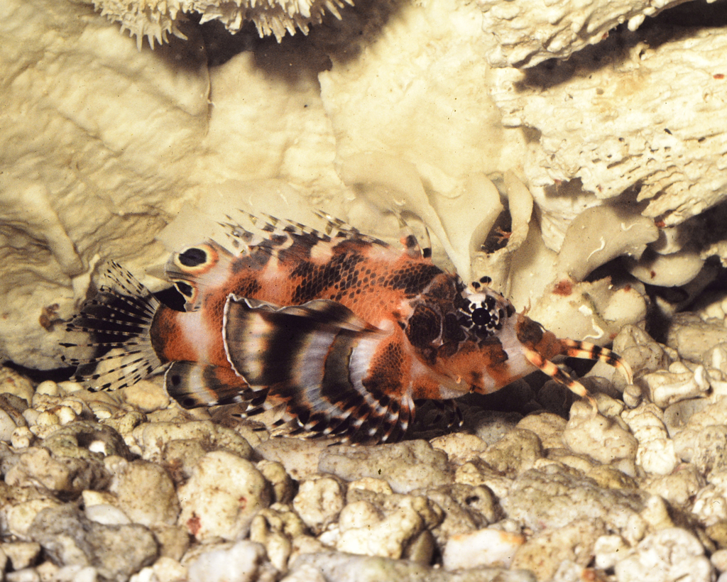 Twinspot Lionfish
