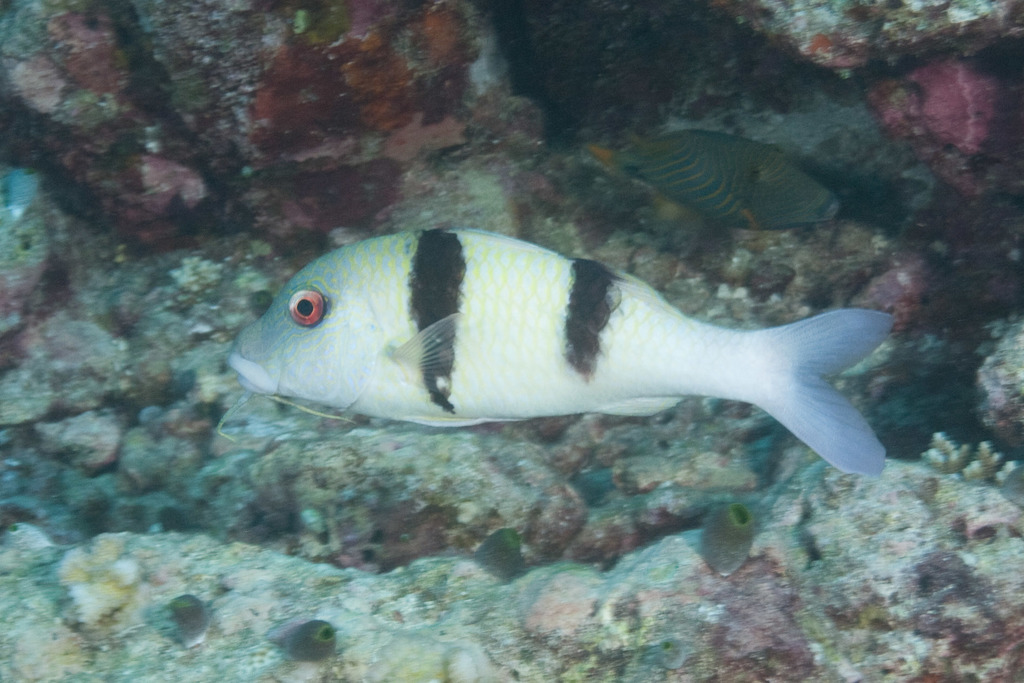 Indian Doublebar Goatfish