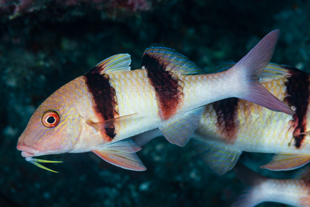 Indian Doublebar Goatfish
