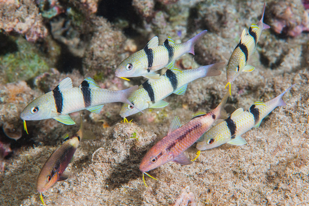 Indian Doublebar Goatfish