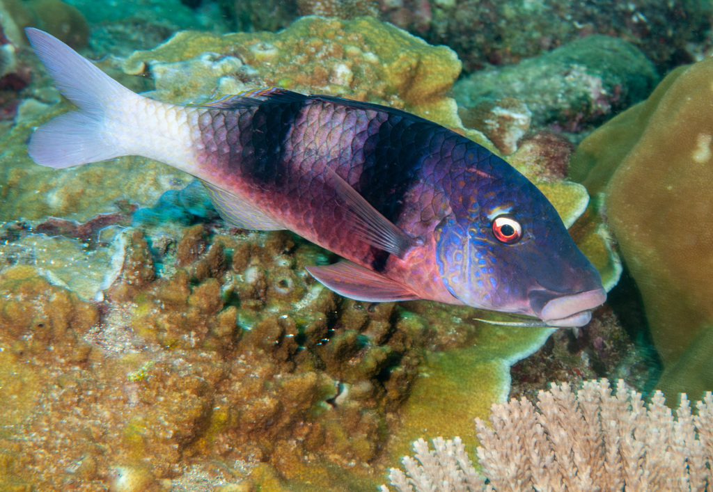 Indian Doublebar Goatfish
