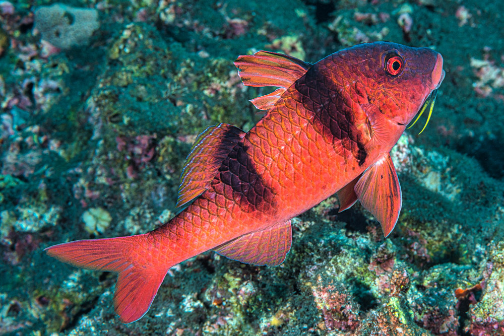 Indian Doublebar Goatfish