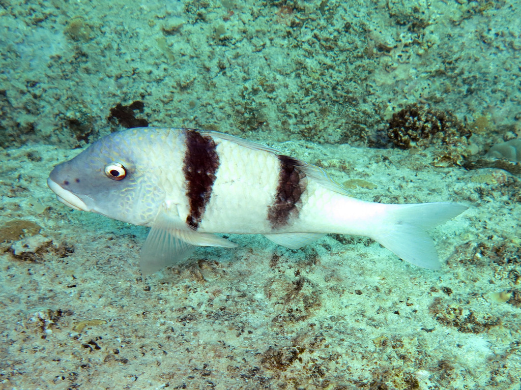 Indian Doublebar Goatfish