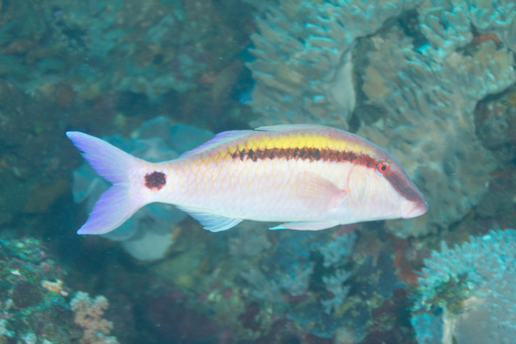 Dot-and-dash Goatfish