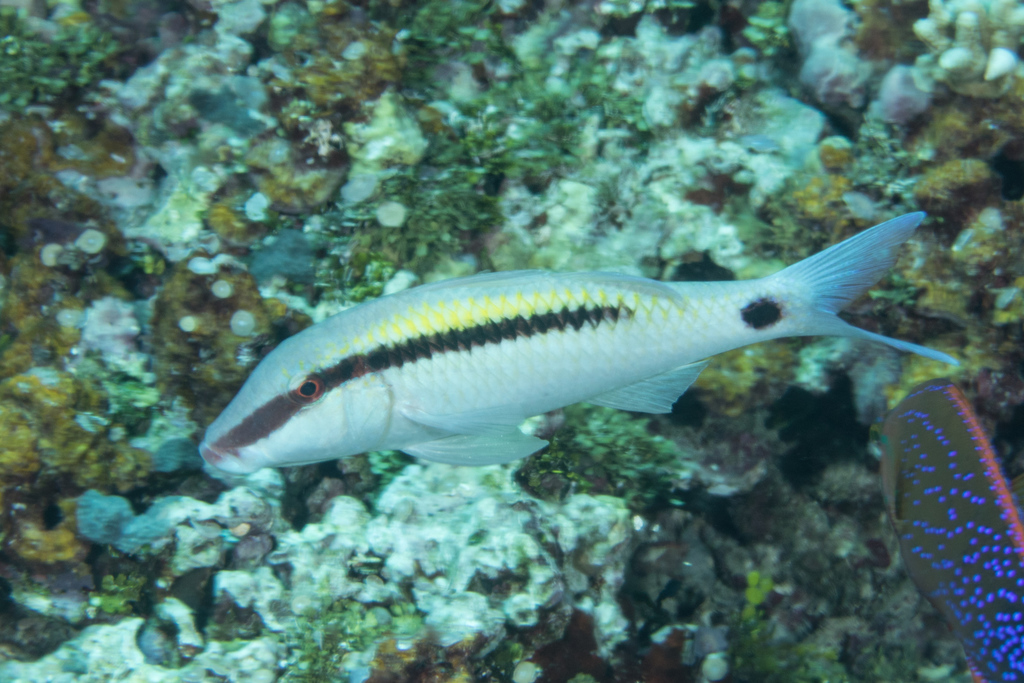 Dot-and-dash Goatfish