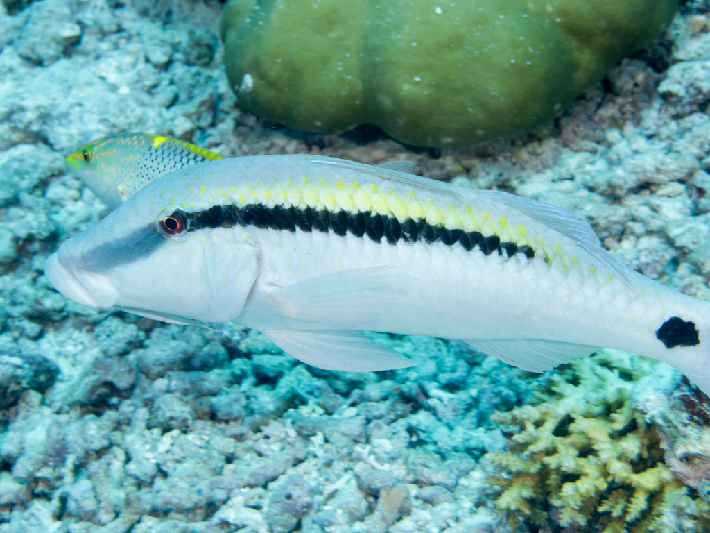 Dot-and-dash Goatfish