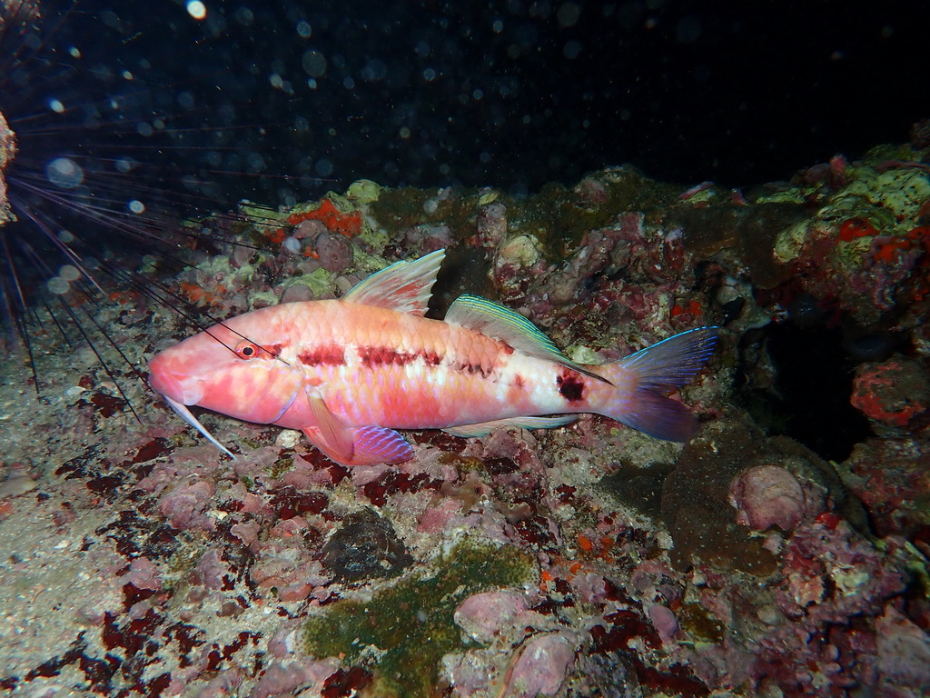 Dot-and-dash Goatfish