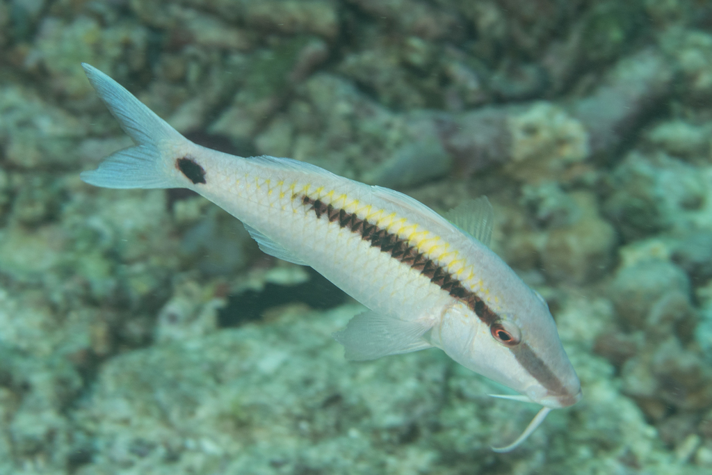 Dot-and-dash Goatfish