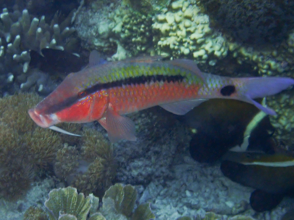 Dot-and-dash Goatfish