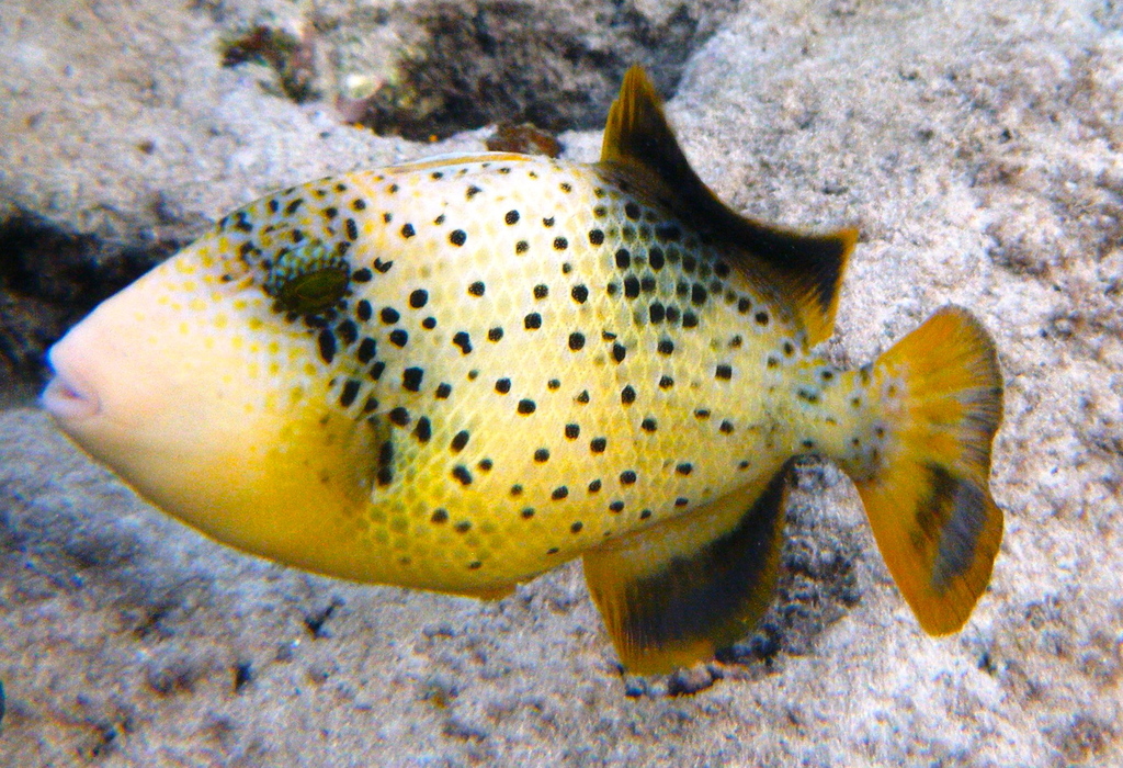Yellowmargin Triggerfish